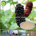 high quality mulberry extract